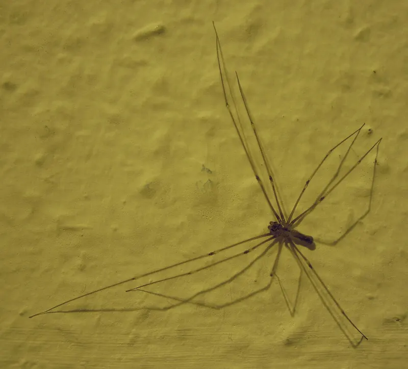 A pale cellar spider with a small body and very long thin legs on a wall indoors