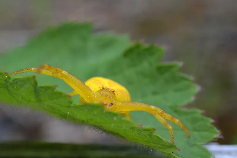 A bright yellow flower crab spider on a leaf with its long front legs spread