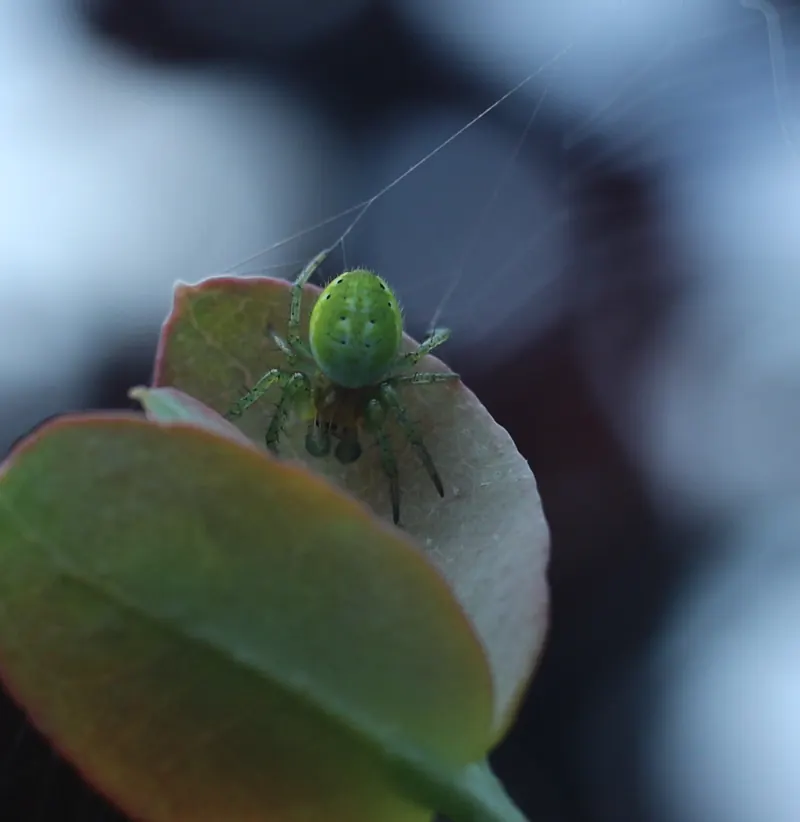 A small cucumber spider with a bright green abdomen on the edge of a leaf, with silk threads around it
