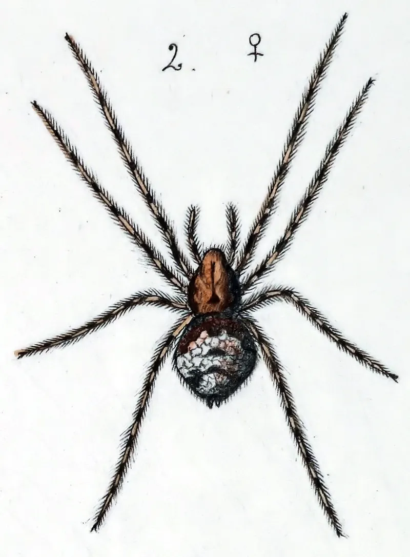 An old illustration of a female pirate spider with long banded legs
