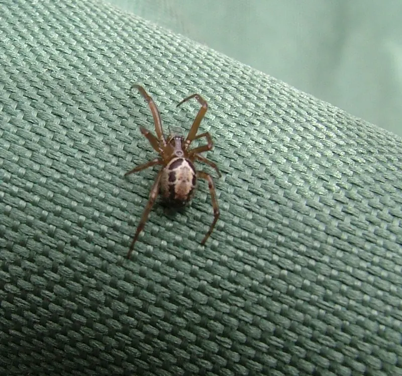 A noble false widow spider with a shiny brown rounded abdomen and pale markings, on green fabric