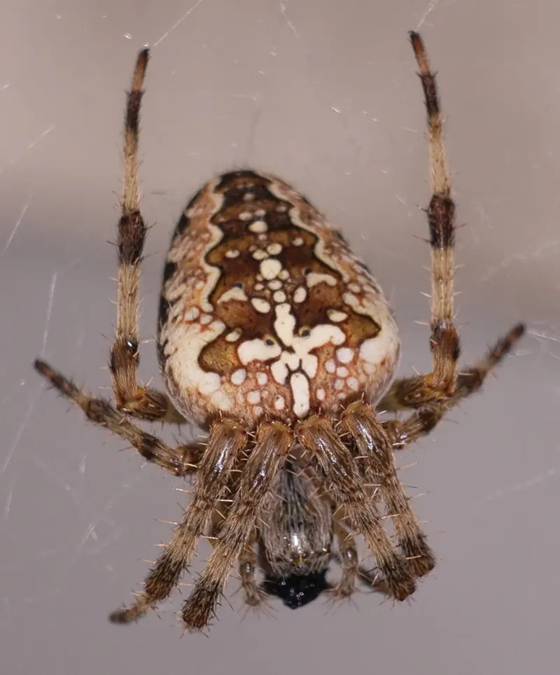 A brown garden spider in its web, with a pale cross pattern on its round abdomen