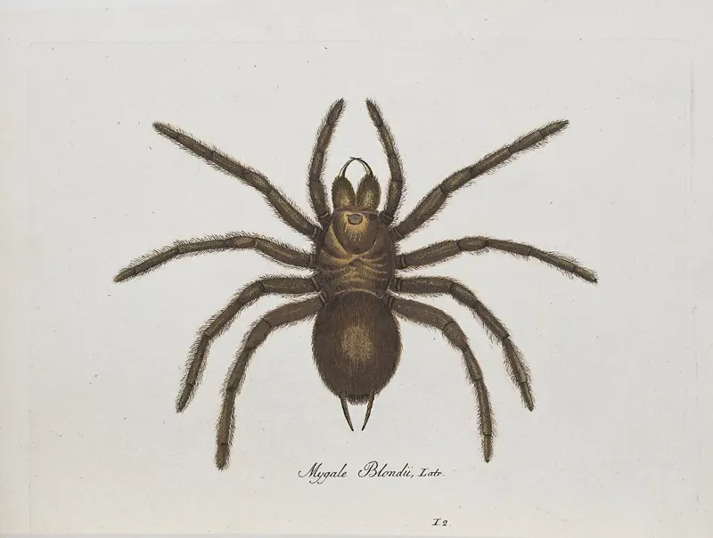 An old hand-coloured illustration of a large, hairy brown goliath birdeater