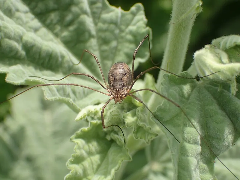 A harvestman with a small round body and long thin legs on a leaf