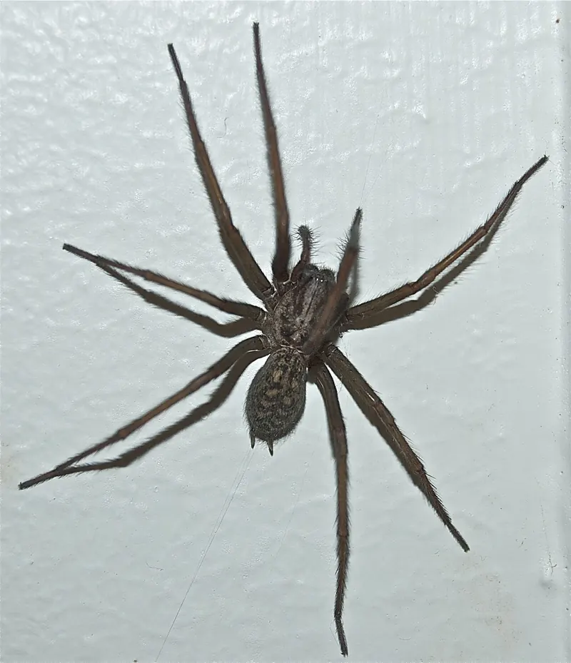 A large brown long-legged house spider on a pale wall