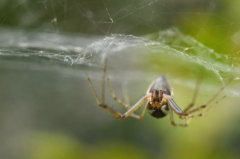 A small sheet-web spider hanging upside down beneath its flat silk sheet