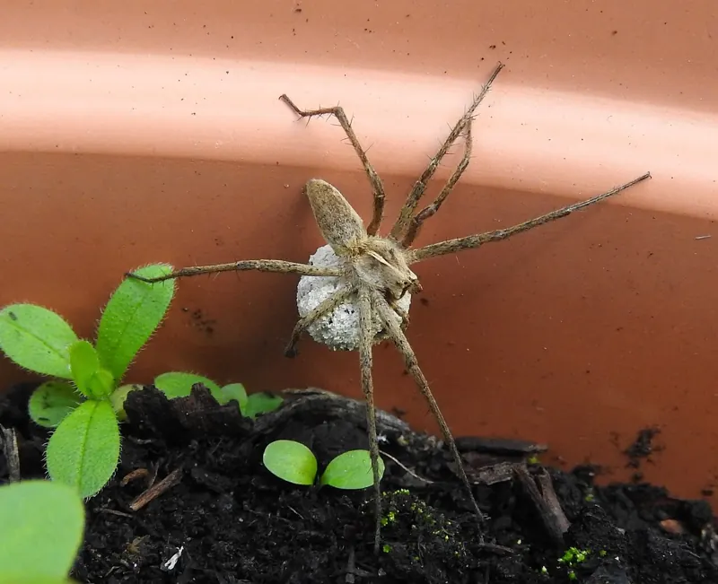 A long-legged nursery web spider holding a round white egg sac, on the rim of a plant pot