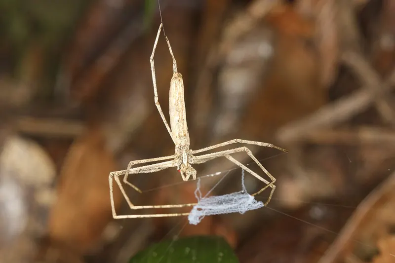 A long, thin pale ogre-faced spider hanging head down, holding a small silk net between its front legs