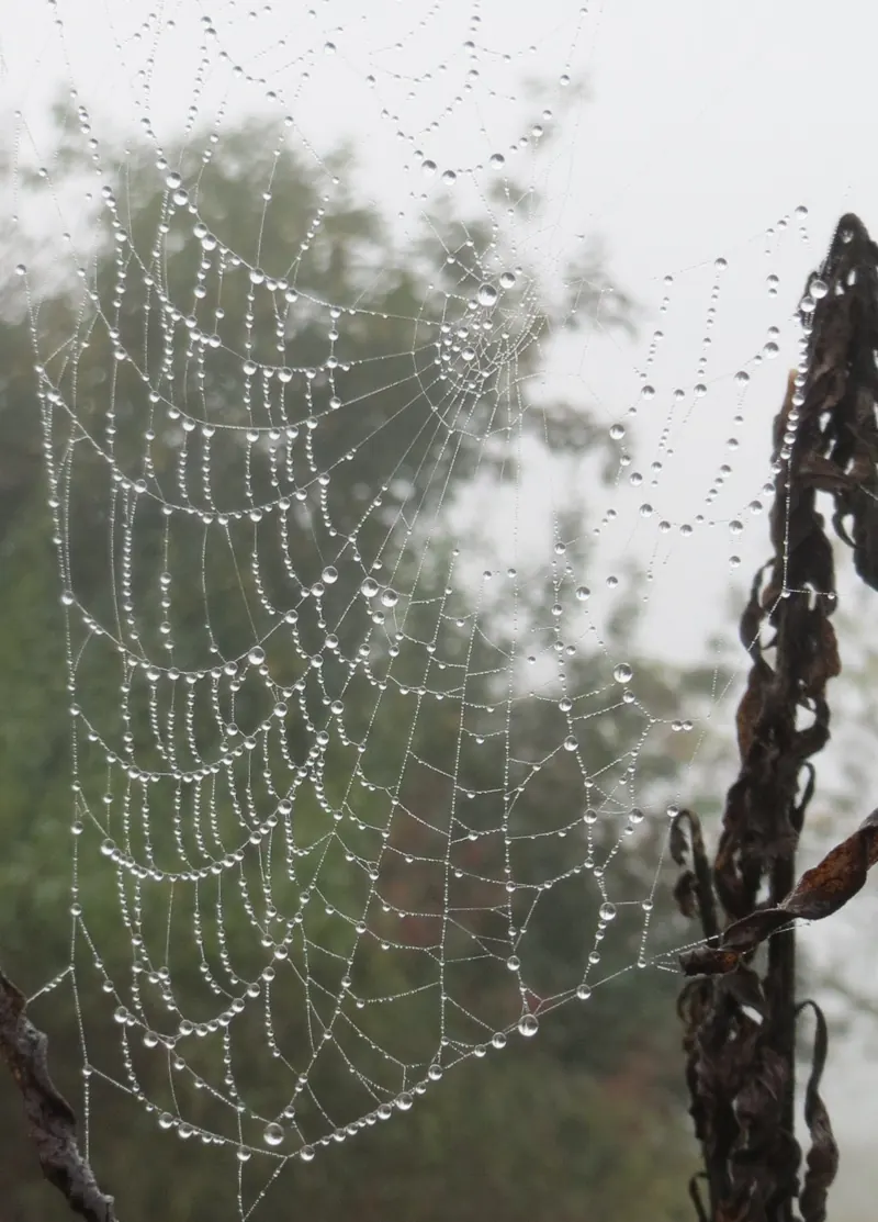 An orb web hung with water droplets on a tall plant, with misty trees behind