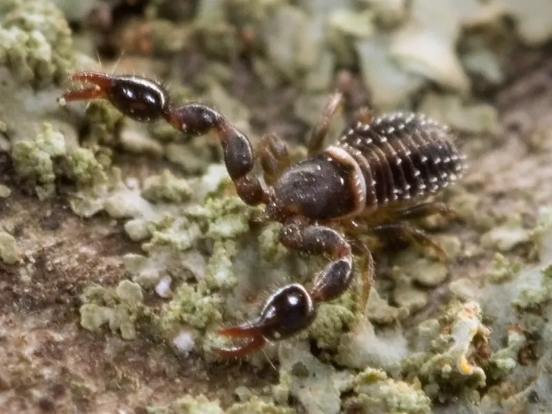 A small dark brown pseudoscorpion with long pincers on lichen-covered bark