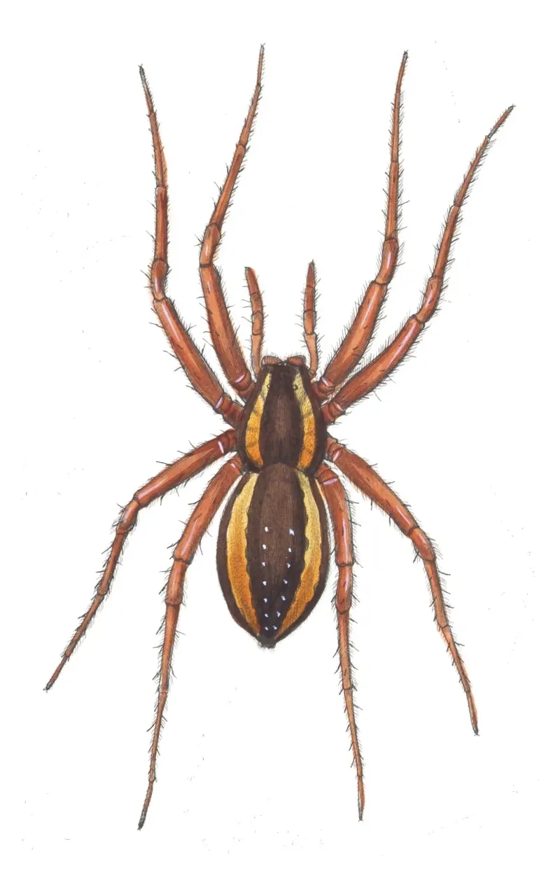 A hand-coloured engraving of a brown raft spider with a pale stripe along each side