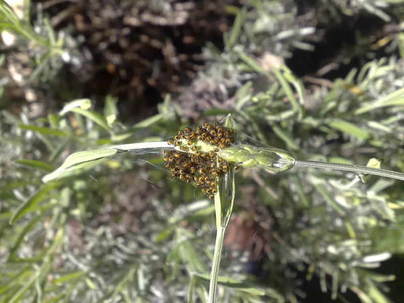 Dozens of tiny yellow and black young garden spiders bunched together on silk among plants