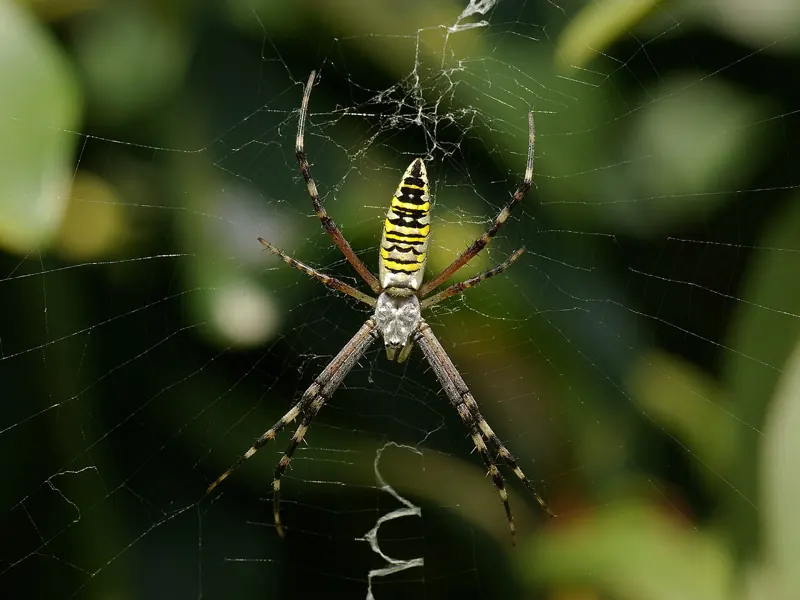 A wasp spider with yellow, black and white stripes in its web