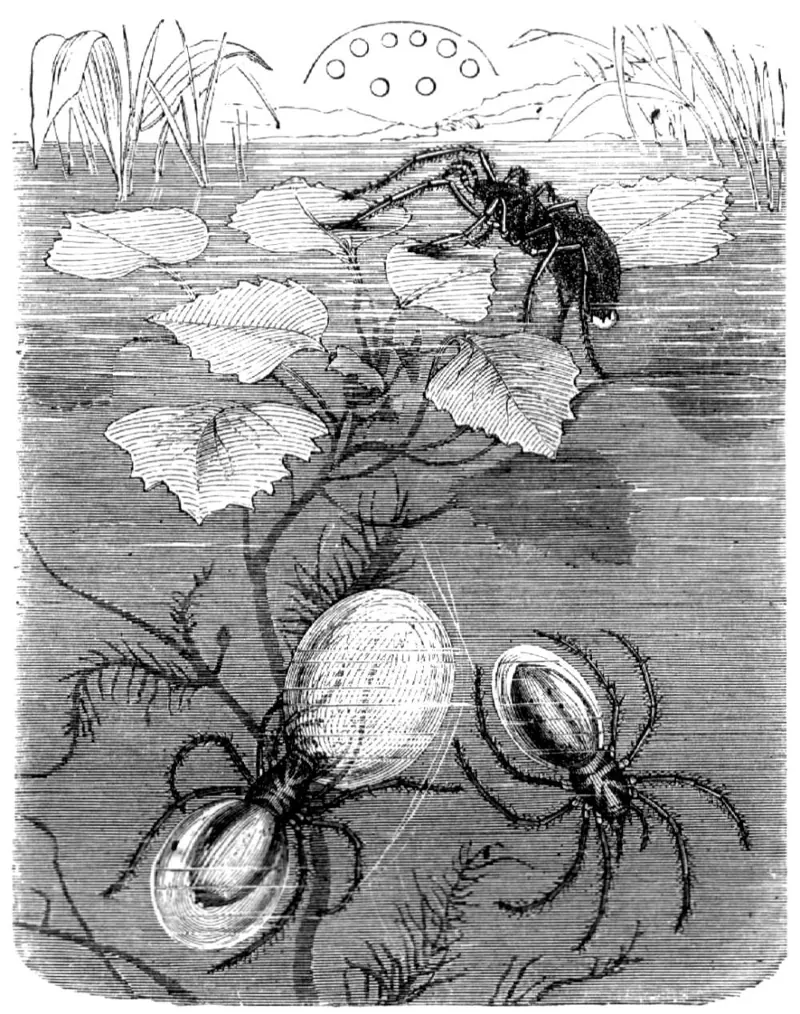 An old engraving of water spiders underwater among water plants, with an air-filled silk bell