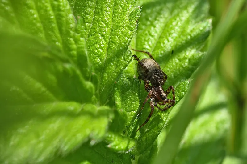 A dark brown wolf spider among leaf litter