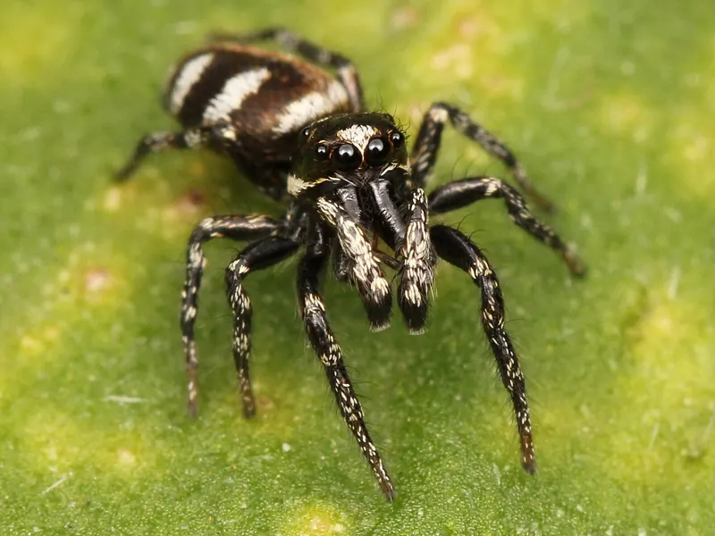 A black-and-white striped male zebra spider on a leaf, facing the camera with its big front eyes